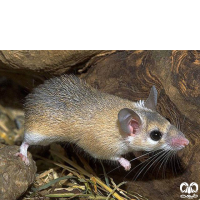 گونه موش خاردار Eastern Spiny Mouse